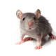 Illustration for article titled International Flight Cancelled Due To Mouse Sighting